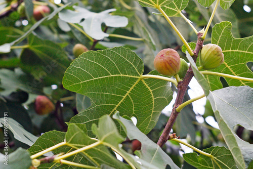Ripe fig fruits in the canopy of the tree. Green figs fruit hanging on the branch, ficus carica