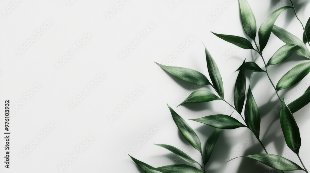 Fototapeta premium Minimalist aesthetic plant wallpaper for desktop setup