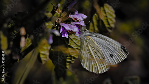 butterfly on a flower