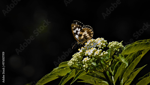 butterfly on flower