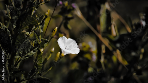 flowers in the garden