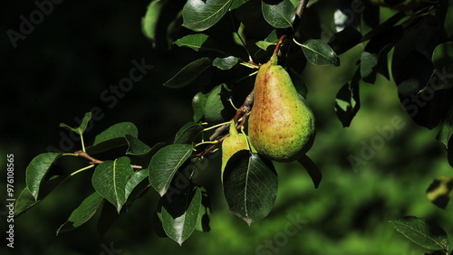 pear on a branch