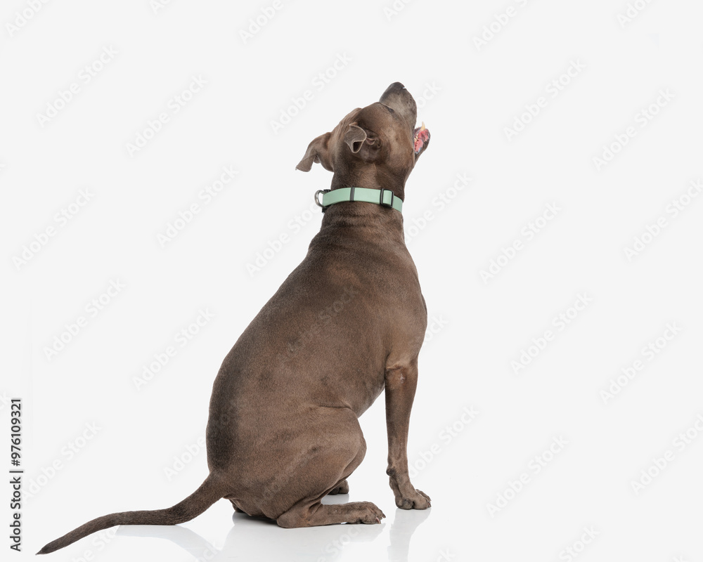 Fototapeta premium back view of curious amstaff looking up, sticking out tongue and panting