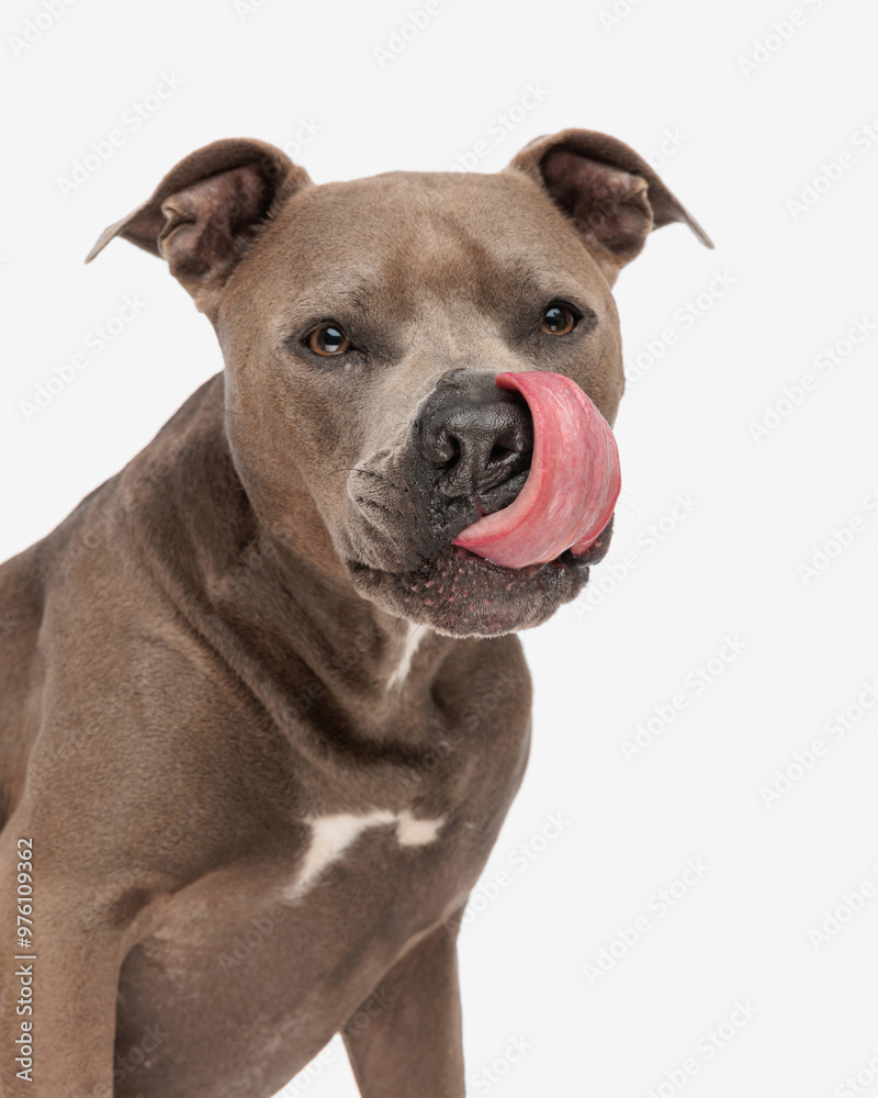 adorable amstaff dog sticking out tongue and licking nose