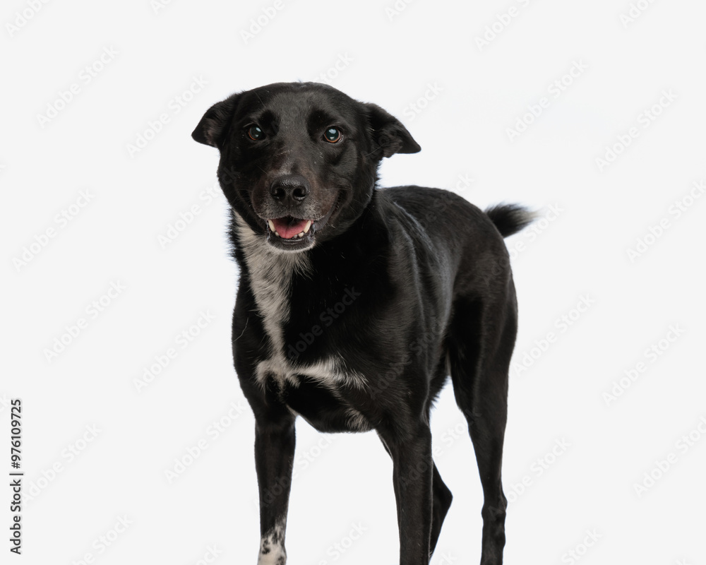happy metis dog being grateful sticking out tongue and panting happy metis dog being grateful sticking out tongue and panting
