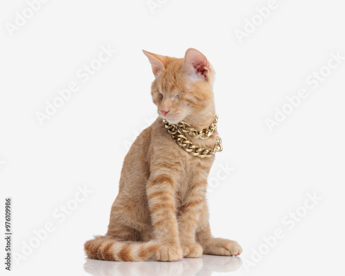 cute little eyeless cat wearing golden collar and turning head to side photo