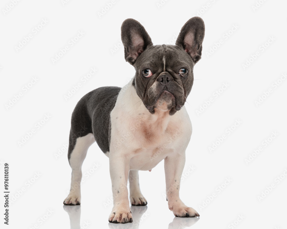 beautiful adult french bulldog standing up and looking forward beautiful adult french bulldog standing up and looking forward