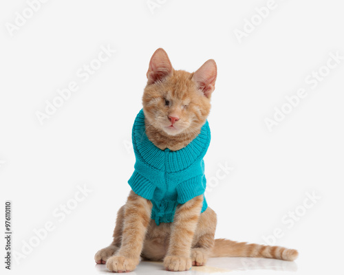 adorable orange tabby cat with no eyes in blue jacket sitting photo