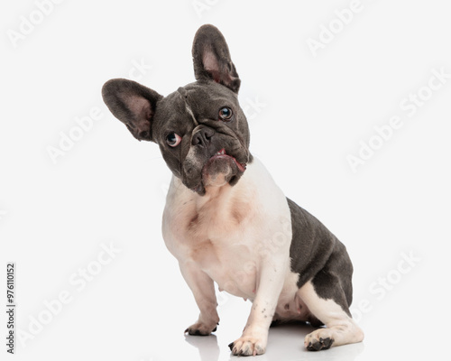 upset french bulldog dog looking forward and growling while sitting photo