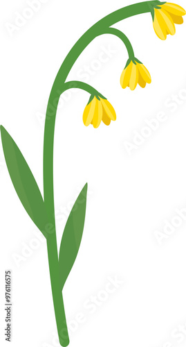 yellow tulips flower