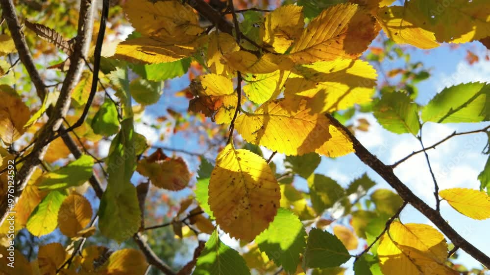 This stock video shows autumn yellow leaves on branches. This stock video shows autumn yellow leaves on branches.