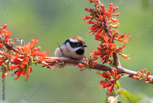 Bushtit cute bird with flowers
