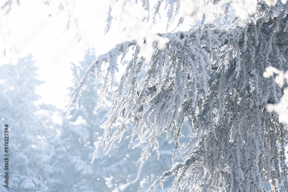 Snow covered trees. Winter forest Snow covered trees. Winter forest