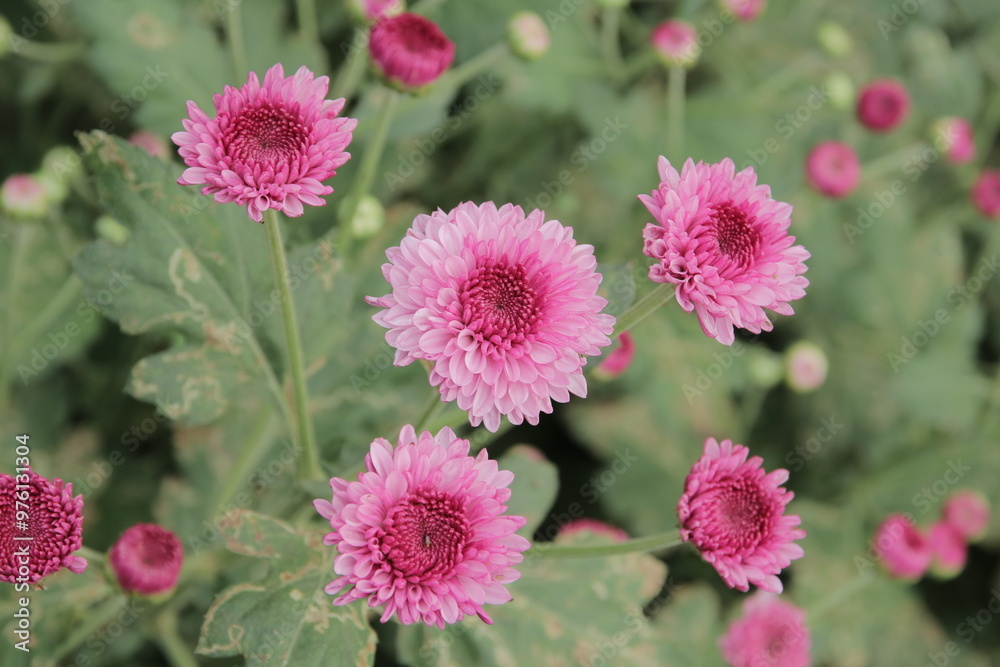 Close-up of vibrant chrysanthemum flowers blooming in full detail. Nature concept Close-up of vibrant chrysanthemum flowers blooming in full detail. Nature concept