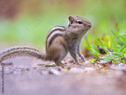 Chipmunk, profile portrait close-up, outdoors