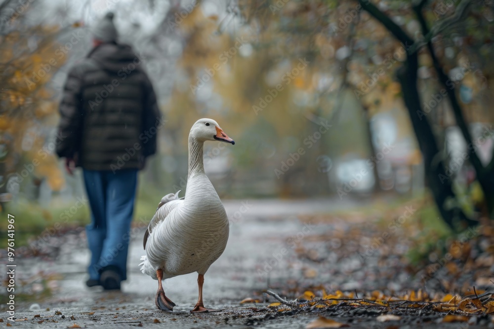 A goose following a human, its curiosity leading it to interact with this unfamiliar creature A goose following a human, its curiosity leading it to interact with this unfamiliar creature