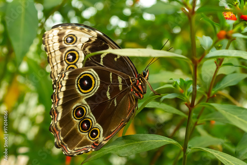 butterfly on a leaf