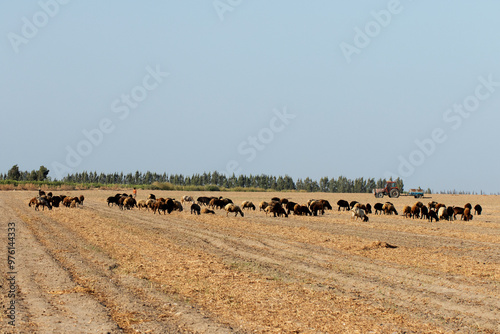 A flock of Morkaraman sheep breed feeding with nuts and leaves residues remained in a harvested peanut field photo