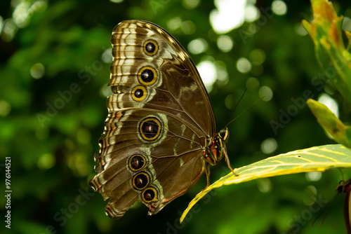 Monarch butterfly 