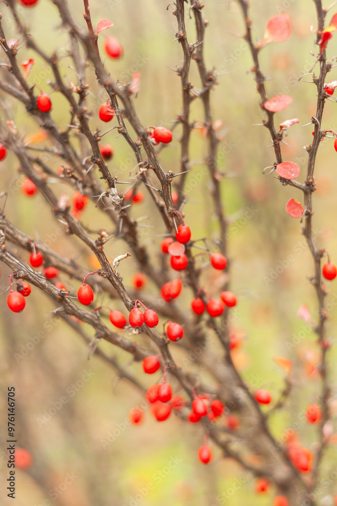 red autumn leaves