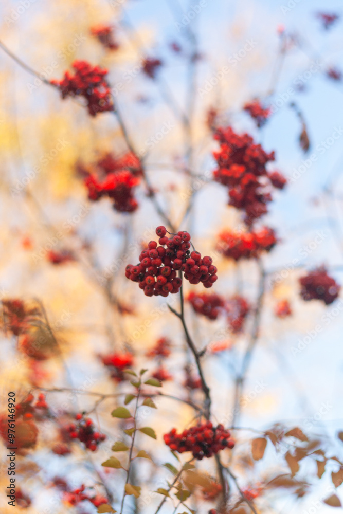 autumn leaves background autumn leaves background