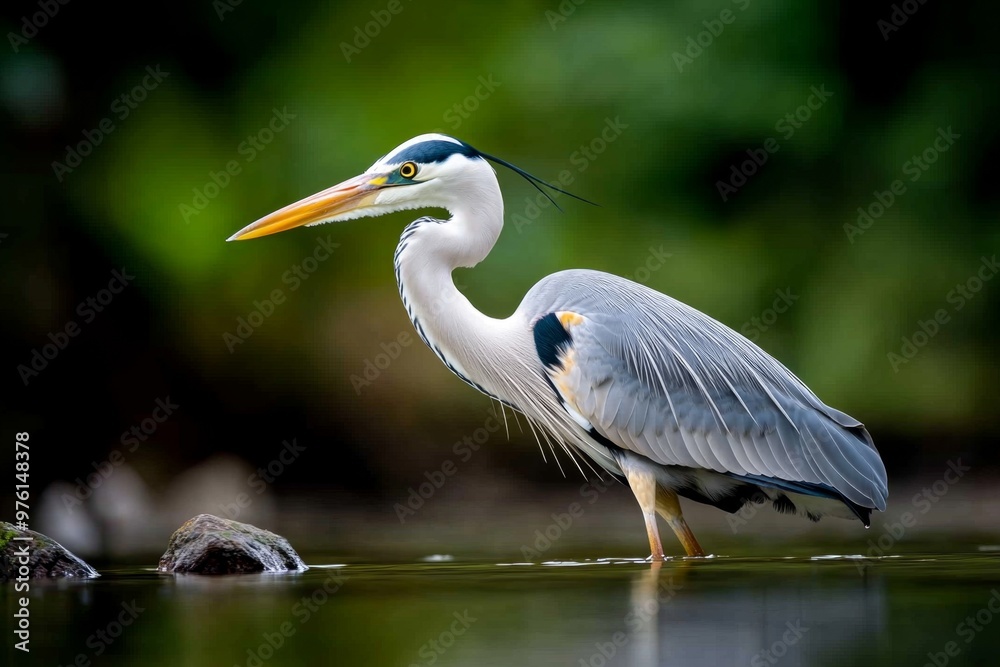 A heron standing still in shallow water, its long beak poised to strike, while its sleek feathers shimmer in the light
