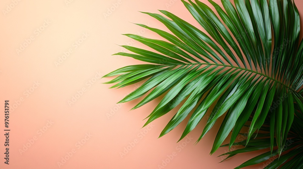 Palm leaf on a peach background, minimalist nature concept Palm leaf on a peach background, minimalist nature concept