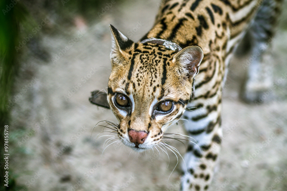 Close-Up of an Ocelot with Intense Gaze in Natural Habitat Close-Up of an Ocelot with Intense Gaze in Natural Habitat