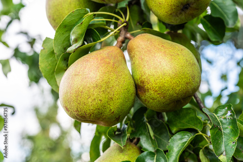 Doyenné du Comice peer hanging on a tree in Linter, Hageland, Belgium