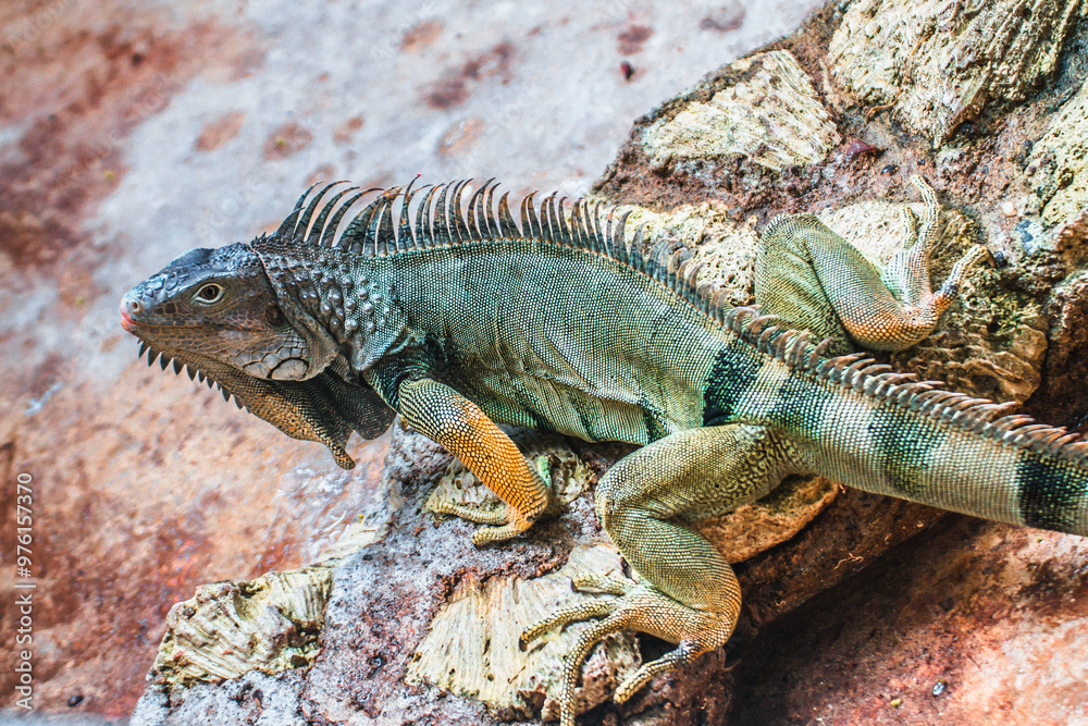 Iguana Basking on a Rock in Its Natural Habitat Iguana Basking on a Rock in Its Natural Habitat