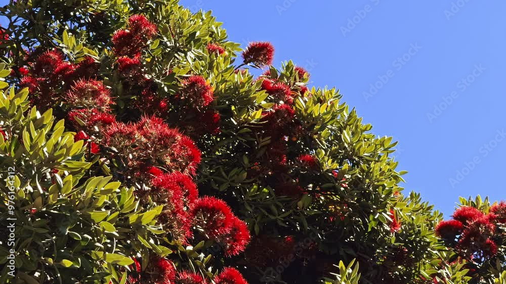 Vibrant Red Blossoms on Green Foliage Against Clear Blue Sky Vibrant Red Blossoms on Green Foliage Against Clear Blue Sky