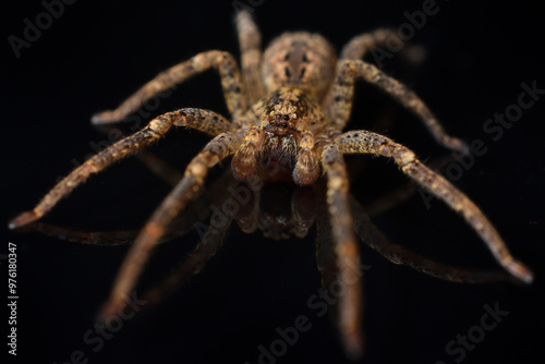 Closeup of the infamous but harmless Mediterranean Spiny False Wolf Spider Zoropsis spinimana, found in Germany and photographed on black background photo