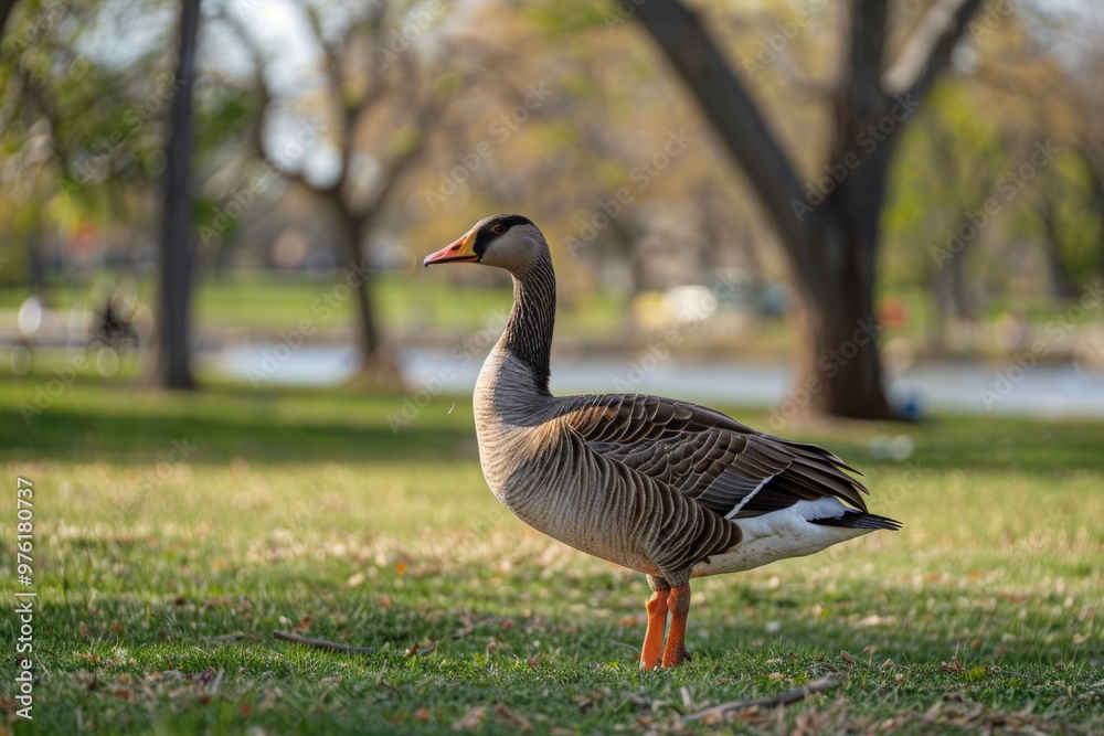 A goose being admired at a farm or park, its graceful movements and gentle nature captivating visitors A goose being admired at a farm or park, its graceful movements and gentle nature captivating visitors