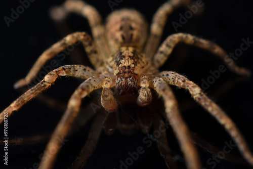 Fotografie Closeup of the infamous but harmless Mediterranean Spiny False Wolf Spider Zorop