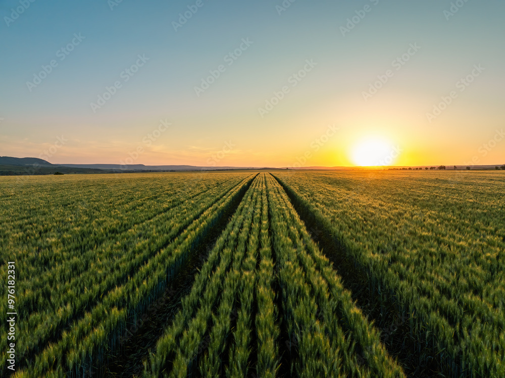 Aerial sunset view over the agricultural wheat fields