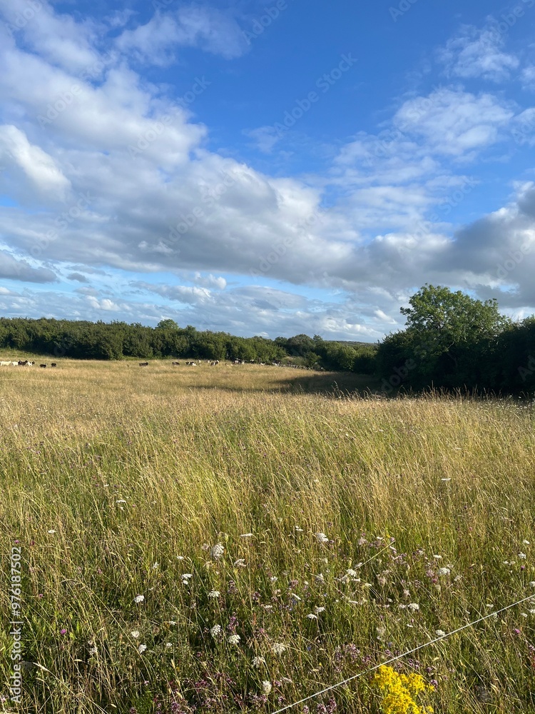 Fototapeta premium field of grass