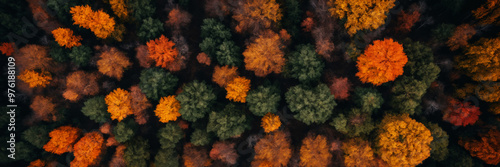 mesmerizing aerial view of a vibrant autumn forest, showcasing the golden, orange, and red hues of fall foliage as nature transitions into its seasonal splendor