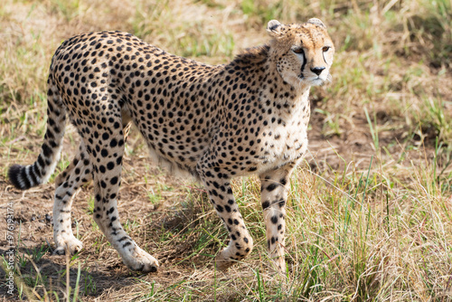 Cheetah in the grass