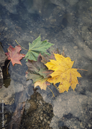 autumn leaves on the water