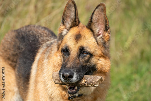 close-up of a beautiful german shepherd alsatian (Canis lupus familiaris) 