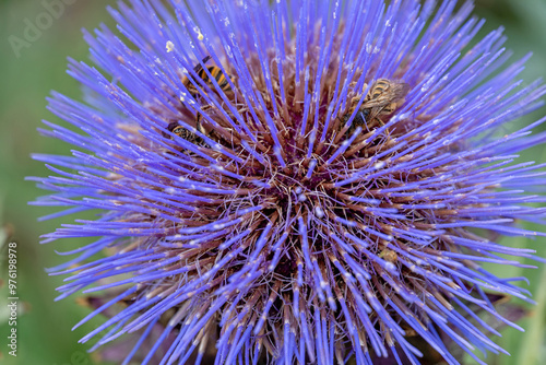 Blüte der Wilden Artischocke photo