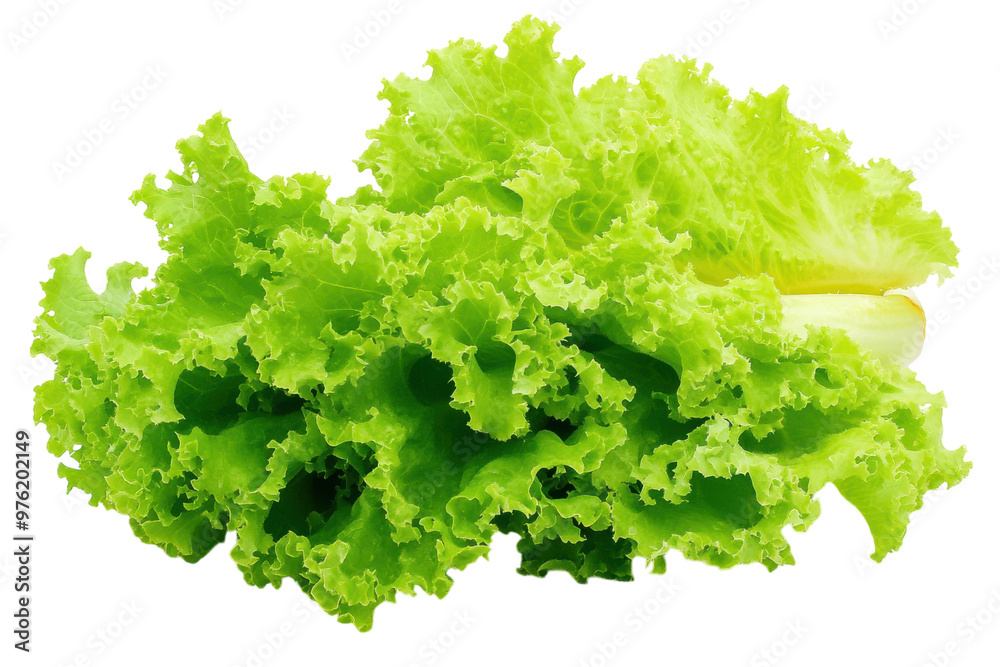 Fresh green lettuce head isolated on a white background. PNG transparent. Fresh green lettuce head isolated on a white background. PNG transparent.