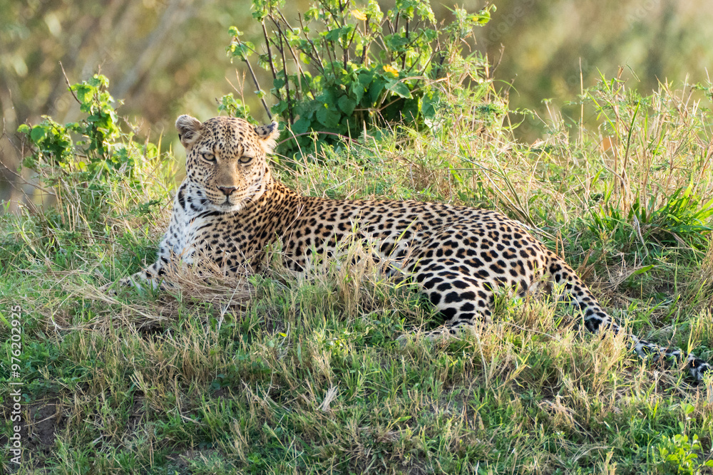 Obraz premium Leopard lying in the grass.