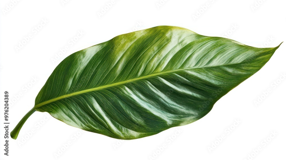 Obraz premium Single Green Leaf with White Streaks