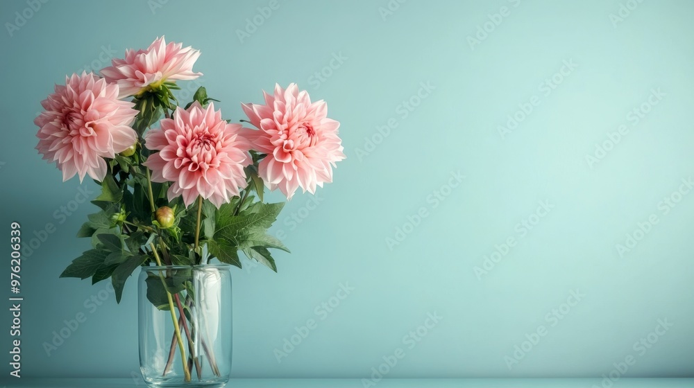 Elegant pink dahlia flowers in a glass vase on a table against a soft blue wall Elegant pink dahlia flowers in a glass vase on a table against a soft blue wall