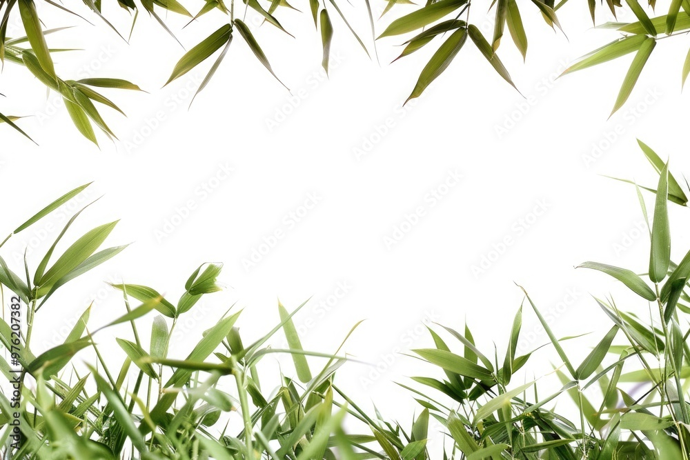 Obraz premium A single bamboo tree growing in a simple white background, great for minimalist design and decoration