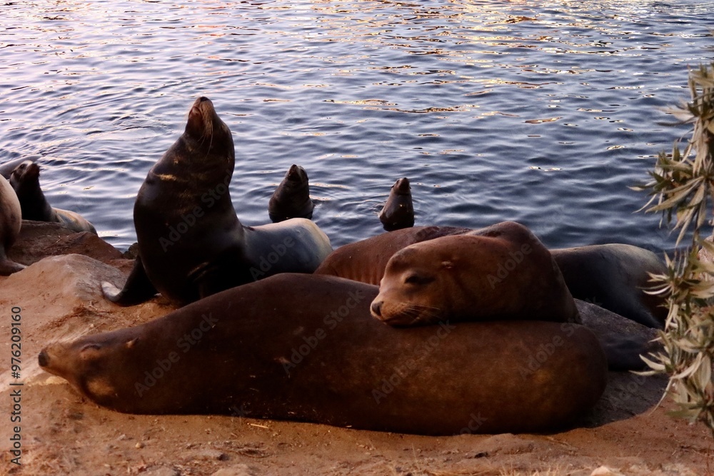 Naklejka premium sea lion on the beach