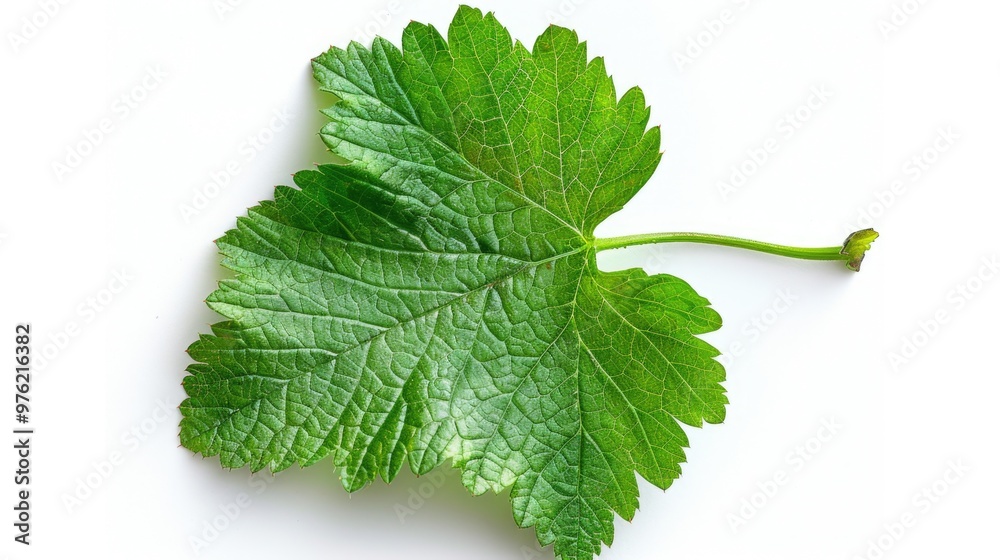 Fototapeta premium A detailed view of a single leaf on a white background