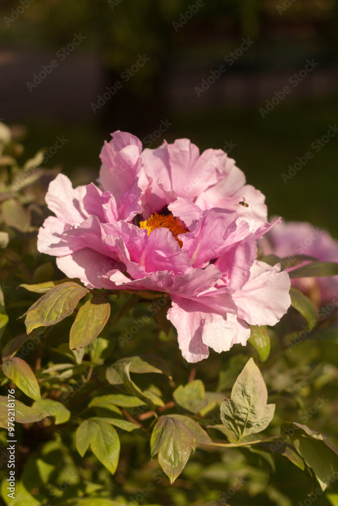 Wild Peony in Bloom: Nature's Untamed Beauty Wild Peony in Bloom: Nature's Untamed Beauty