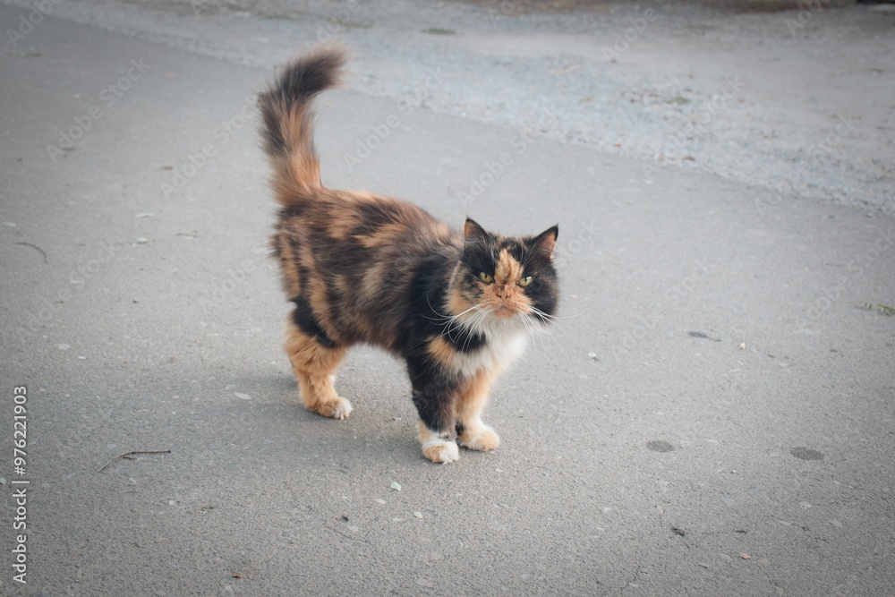 Cats are ideal companions for those who appreciate peace and comfort. They can lie on your lap for hours, enjoying your affection and warmth. Cats are ideal companions for those who appreciate peace and comfort. They can lie on your lap for hours, enjoying your affection and warmth.